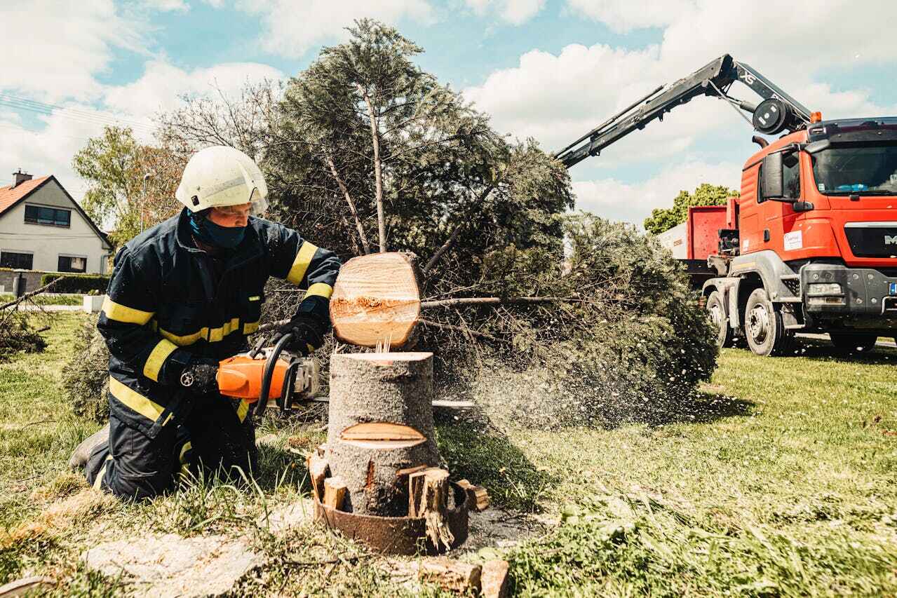 Best Dead Tree Removal  in Gulf Breeze, FL